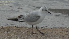 Saundersilarus saundersi