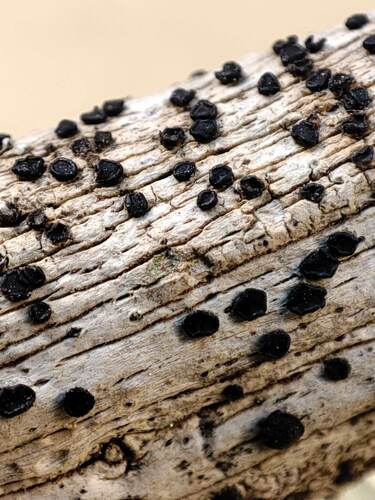 Representative image of Bactrospora patellarioides