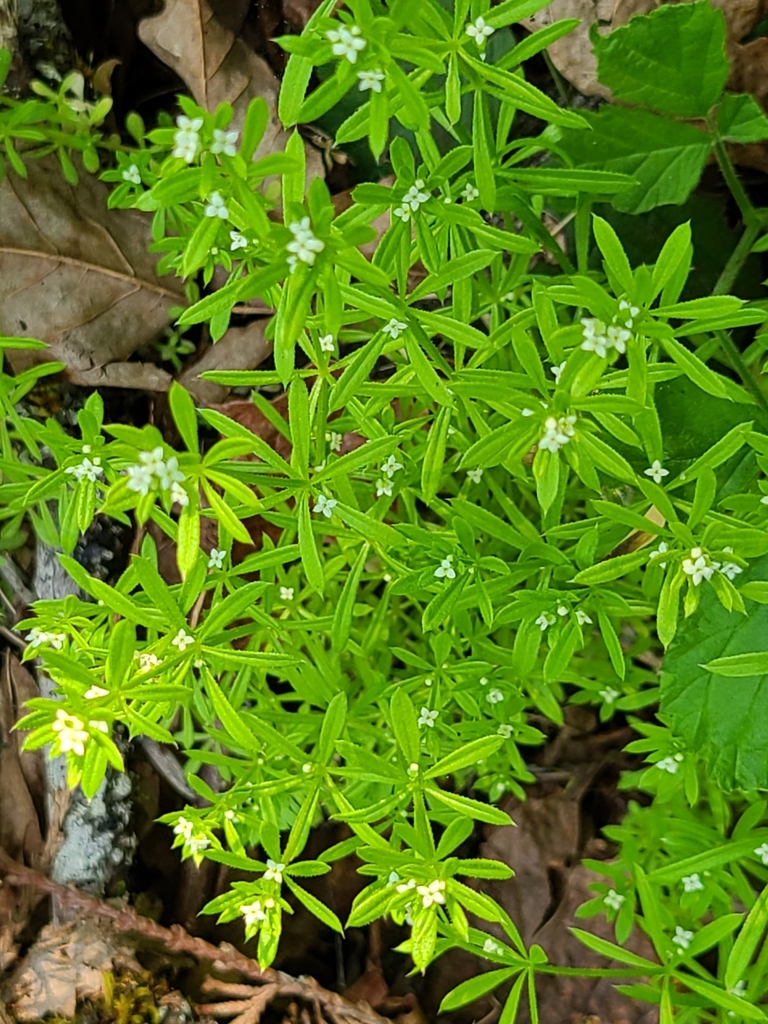 catchweed bedstraw from Olympic National Park Visitor Center on May 17 ...