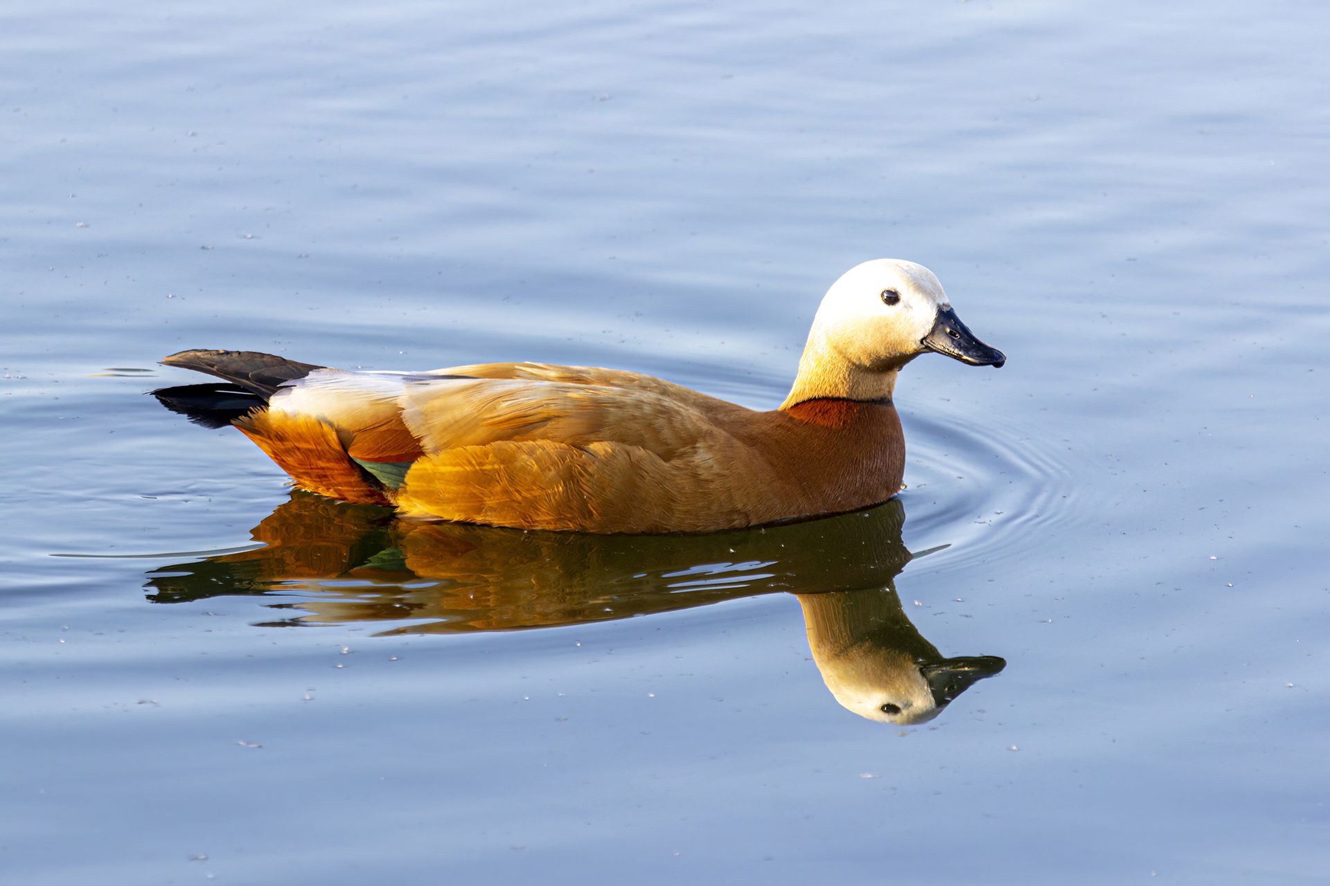 Ruddy Shelduck (Tadorna ferruginea)
