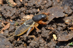 Gryllotalpa formosana