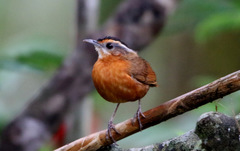 Pellorneum capistratum