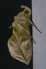 Eudocima hypermnestra