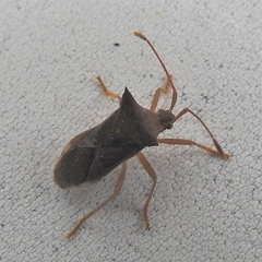 Gonocerini