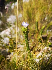 Roella amplexicaulis