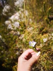 Roella amplexicaulis