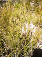 Roella amplexicaulis