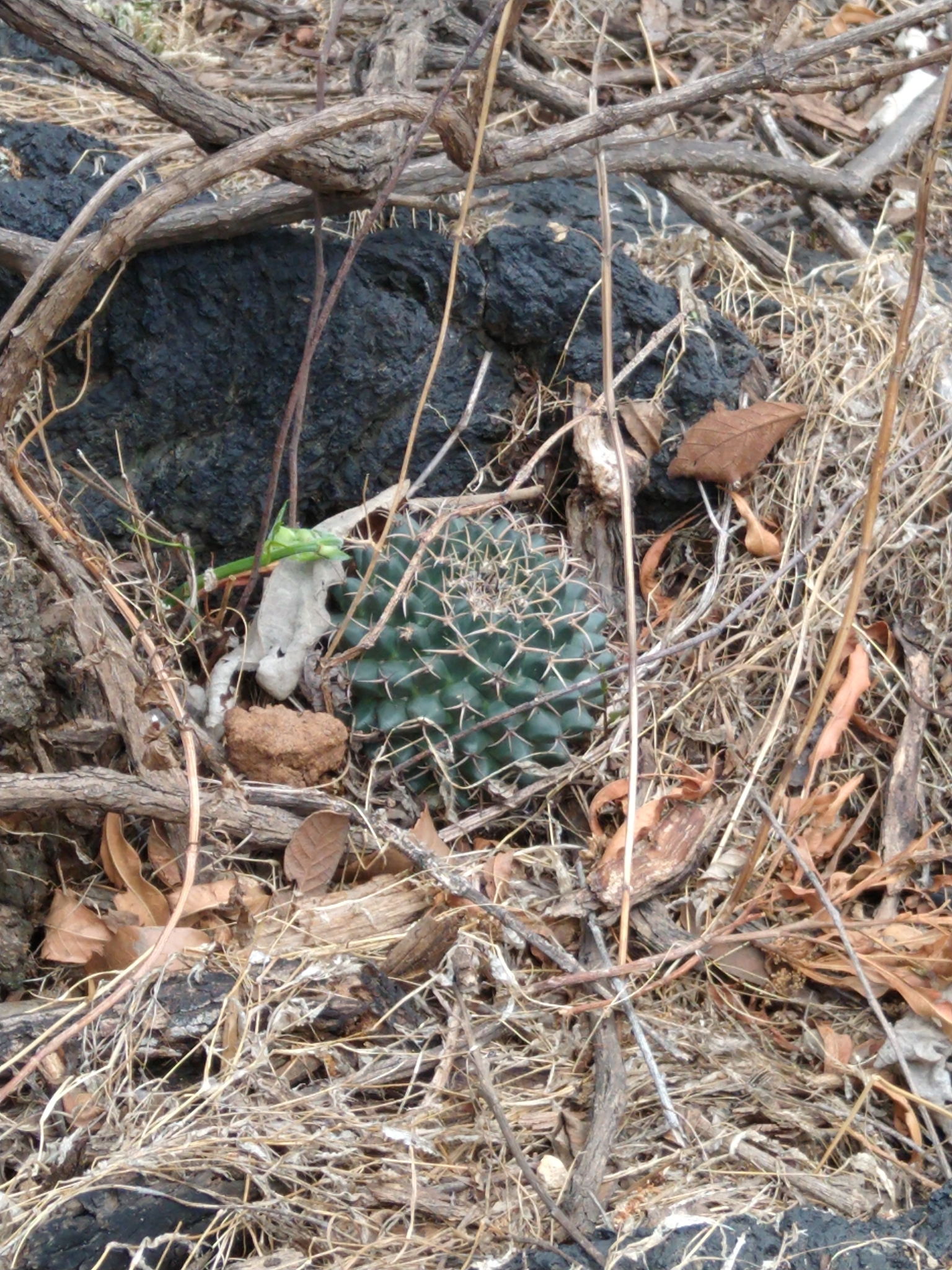 Mammillaria magnimamma | Botanico Hub