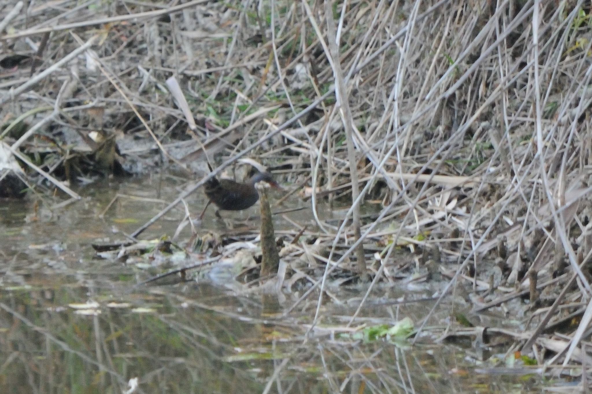 Water Rail