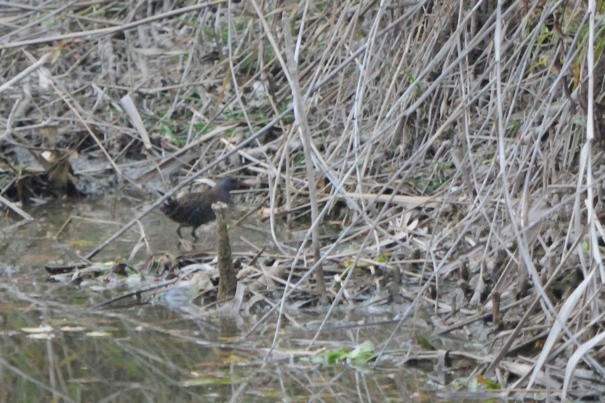 Water Rail