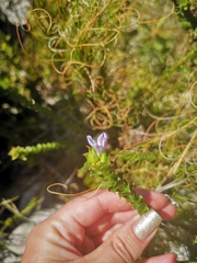 Roella amplexicaulis