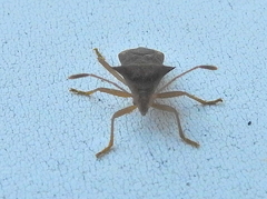 Gonocerini