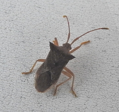 Gonocerini