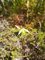 Albuca juncifolia