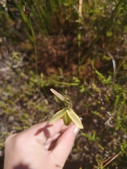 Albuca juncifolia