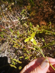Albuca juncifolia
