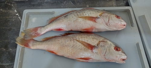 Golden croaker (Micropogonias altipinnis) — Sciaenidae — 3