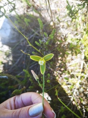 Albuca juncifolia