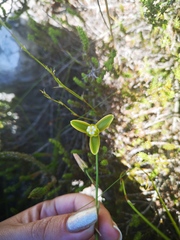Albuca juncifolia