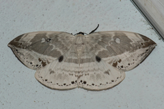 Cyclidia substigmaria