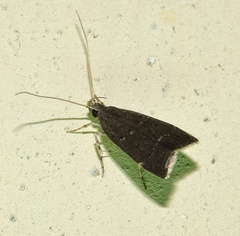 Torodora