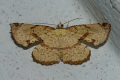 Corymica