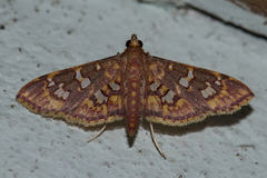Ischnurges gratiosalis