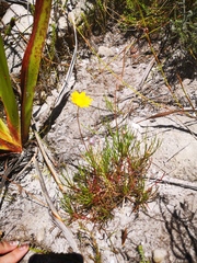 Ursinia tenuifolia