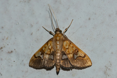 Nosophora semitritalis