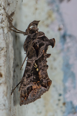 Plusiopalpa