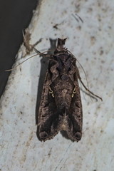 Plusiopalpa