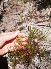 Ursinia tenuifolia