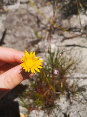 Ursinia tenuifolia