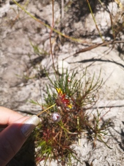 Ursinia tenuifolia