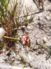 Ursinia tenuifolia