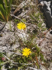 Ursinia tenuifolia