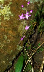Stenoglottis modestus