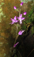 Stenoglottis modestus