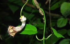 Ceropegia carnosa image