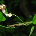 Ceropegia carnosa - Photo (c) Linda Loffler, some rights reserved (CC BY-NC), uploaded by Linda Loffler