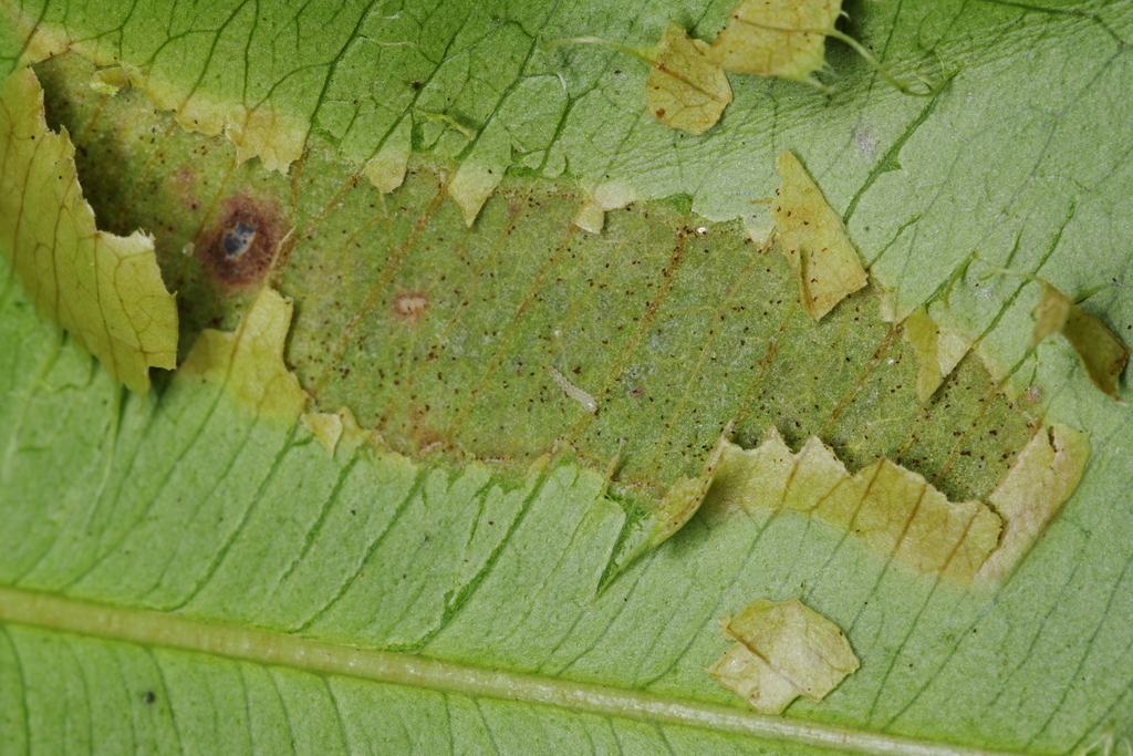 Acrocercops haplocosma