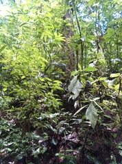 Chironius multiventris