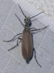 Epicauta polingi