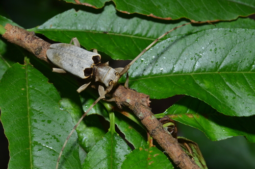 Acalolepta sublusca (Thomson, 1857)