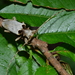 Acalolepta sublusca - Photo (c) chonhang, algunos derechos reservados (CC BY-NC), subido por chonhang