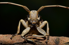 Acalolepta sublusca maculihumera