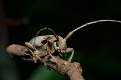Acalolepta sublusca maculihumera