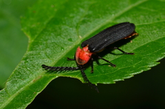 Vesta chevrolati