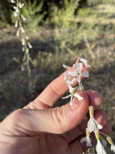 Image of Boechera formosa by (c) Martin Purdy, some rights reserved (CC BY)