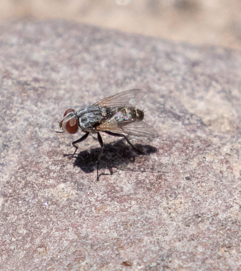 Bot Flies, Blow Flies, and Allies from Grant County, NM, USA on April 17, 2023 at 1127 AM by